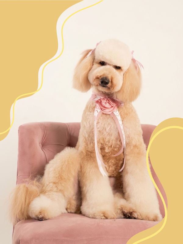 blush canva